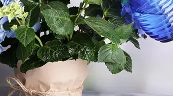 עבודות גינון